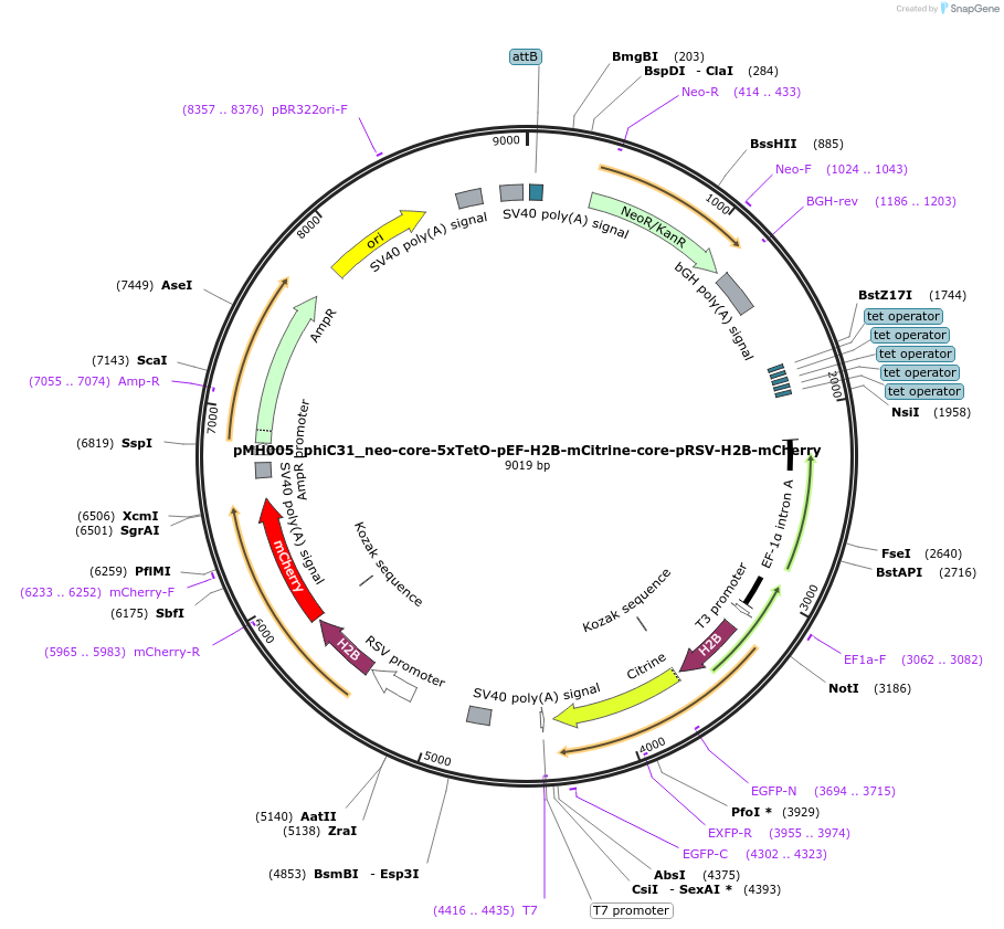 179433-plasmid-map-sequence-id-362558