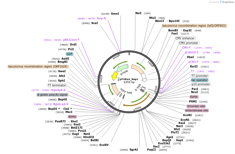 184662-plasmid-map-sequence-id-362560