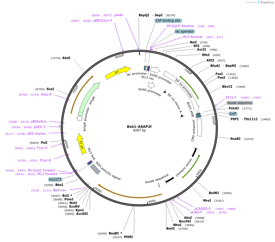 183757-plasmid-map-sequence-id-362561