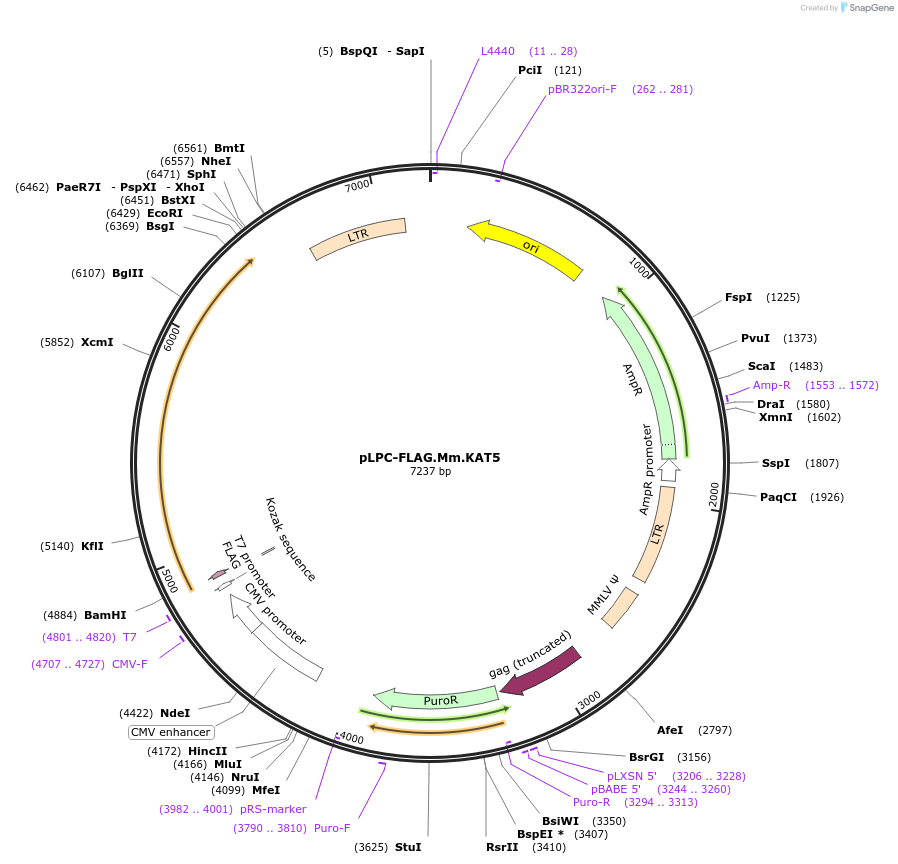 184647-plasmid-map-sequence-id-362570