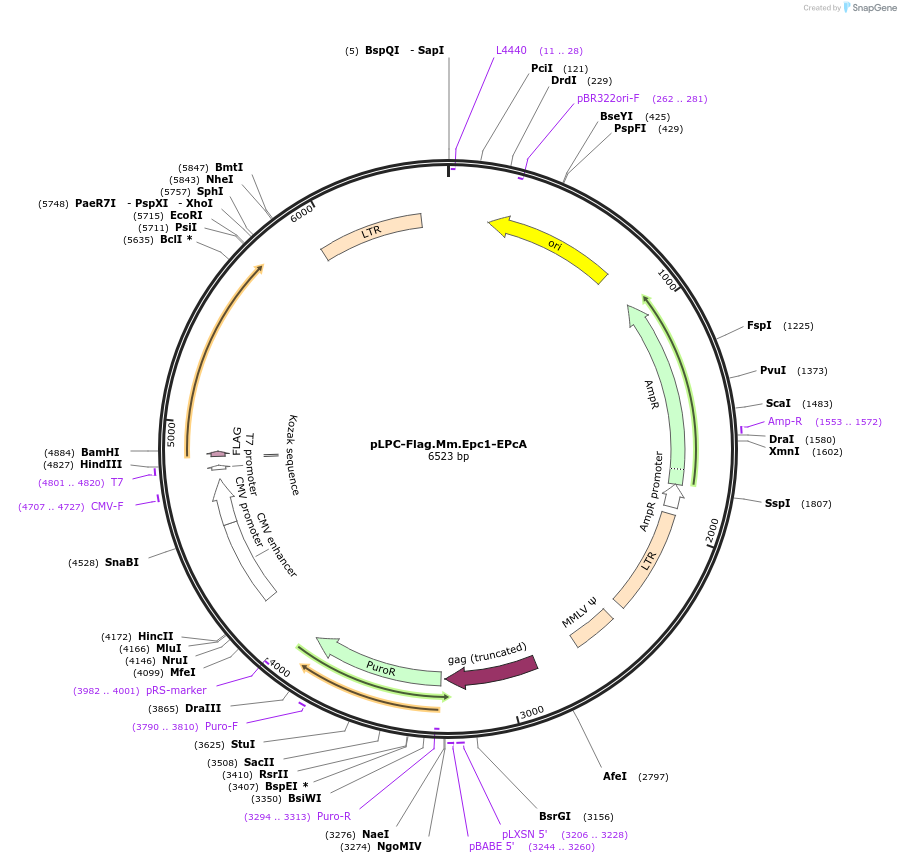 184657-plasmid-map-sequence-id-362572