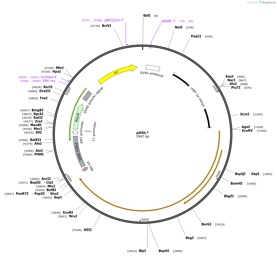 32097-plasmid-map-sequence-id-36258