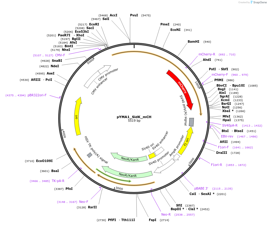 184906-plasmid-map-sequence-id-362580