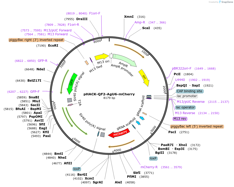 184530-plasmid-map-sequence-id-362582