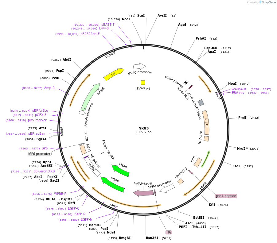 176611-plasmid-map-sequence-id-362592
