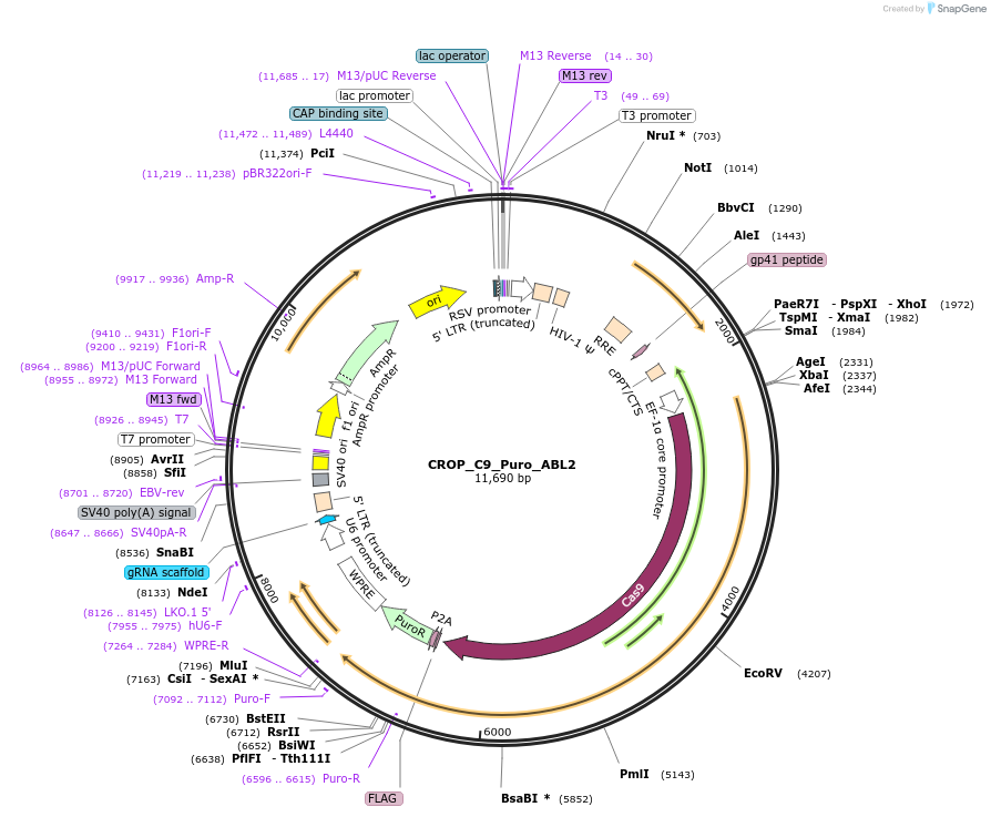 183268-plasmid-map-sequence-id-362603
