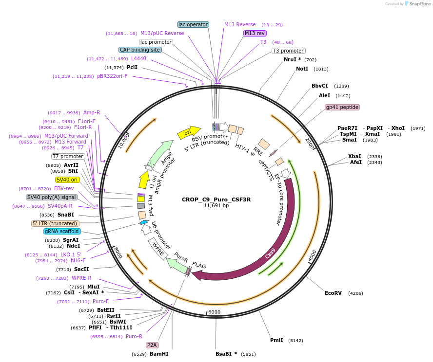 183278-plasmid-map-sequence-id-362613