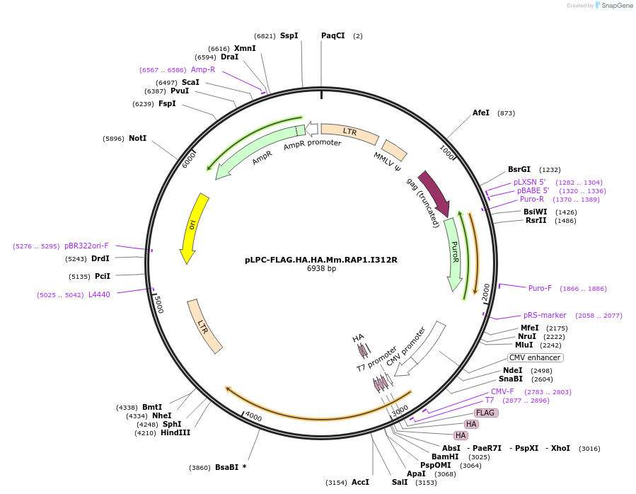 184643-plasmid-map-sequence-id-362645