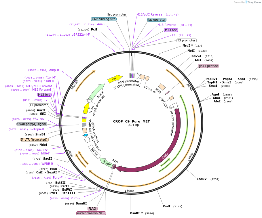 183310-plasmid-map-sequence-id-362648