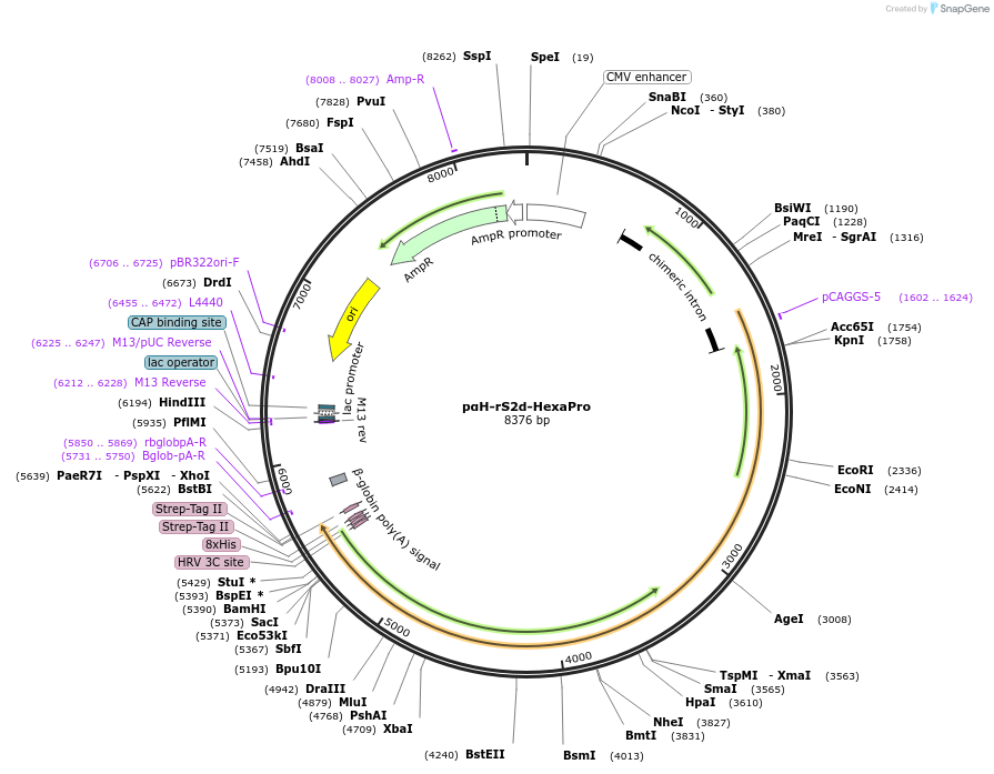 183515-plasmid-map-sequence-id-362649
