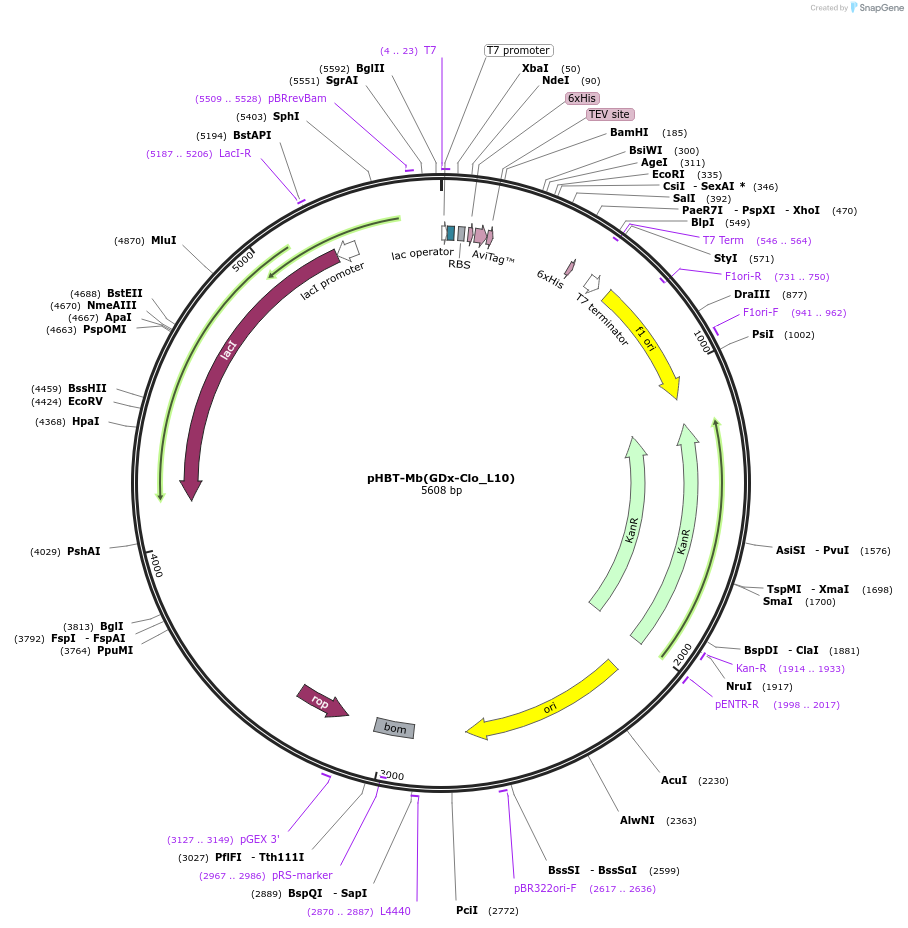 183406-plasmid-map-sequence-id-362650