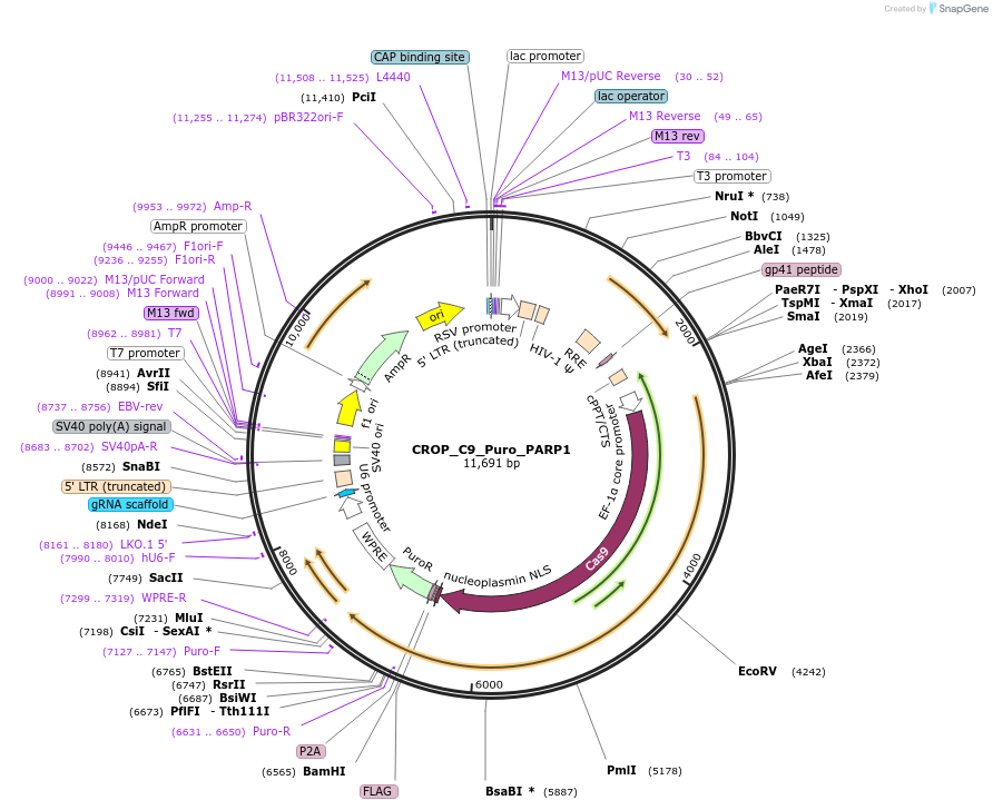 183312-plasmid-map-sequence-id-362654