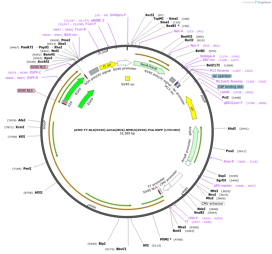 185488-plasmid-map-sequence-id-362671
