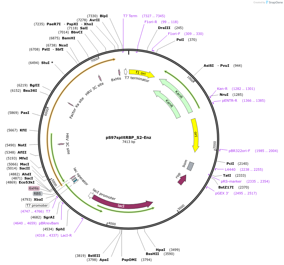 183768-plasmid-map-sequence-id-362689