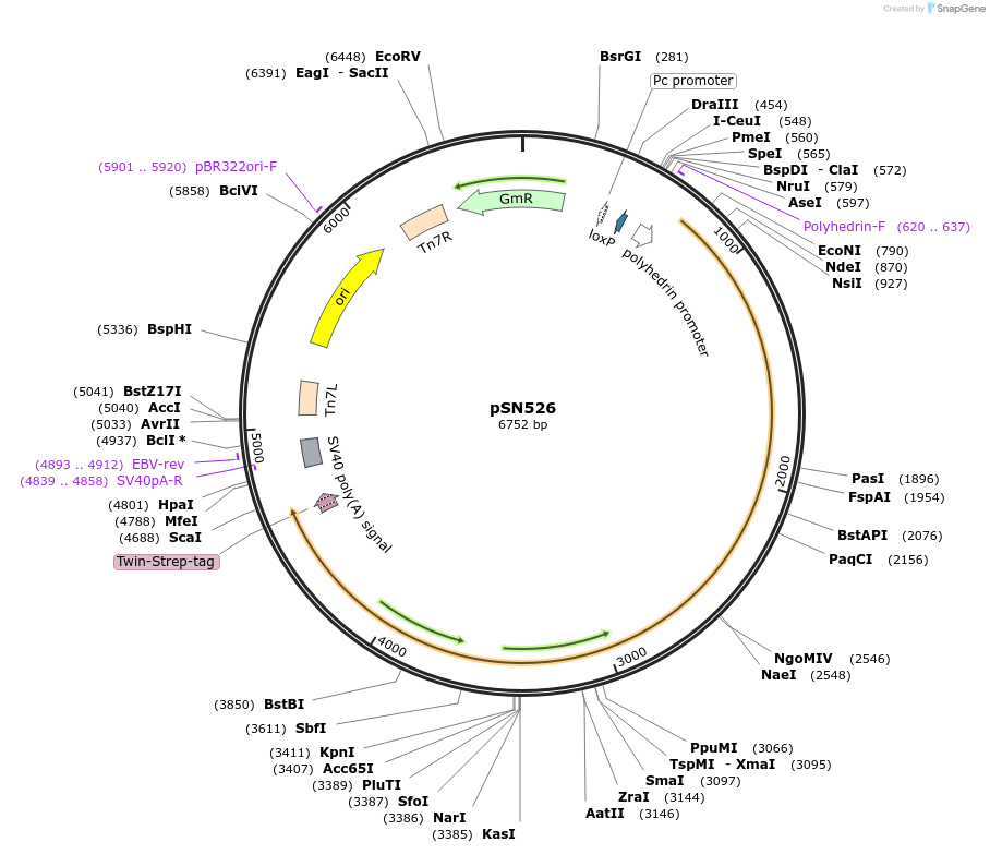 184827-plasmid-map-sequence-id-362699