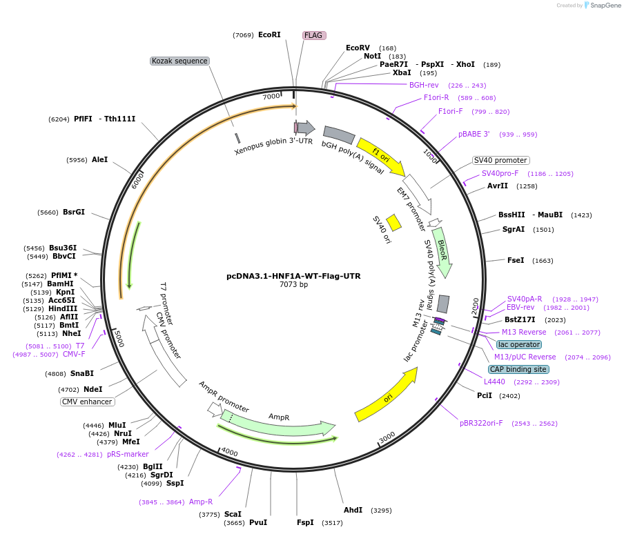 183237-plasmid-map-sequence-id-362702