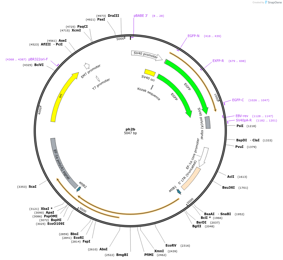 32109-plasmid-map-sequence-id-36274