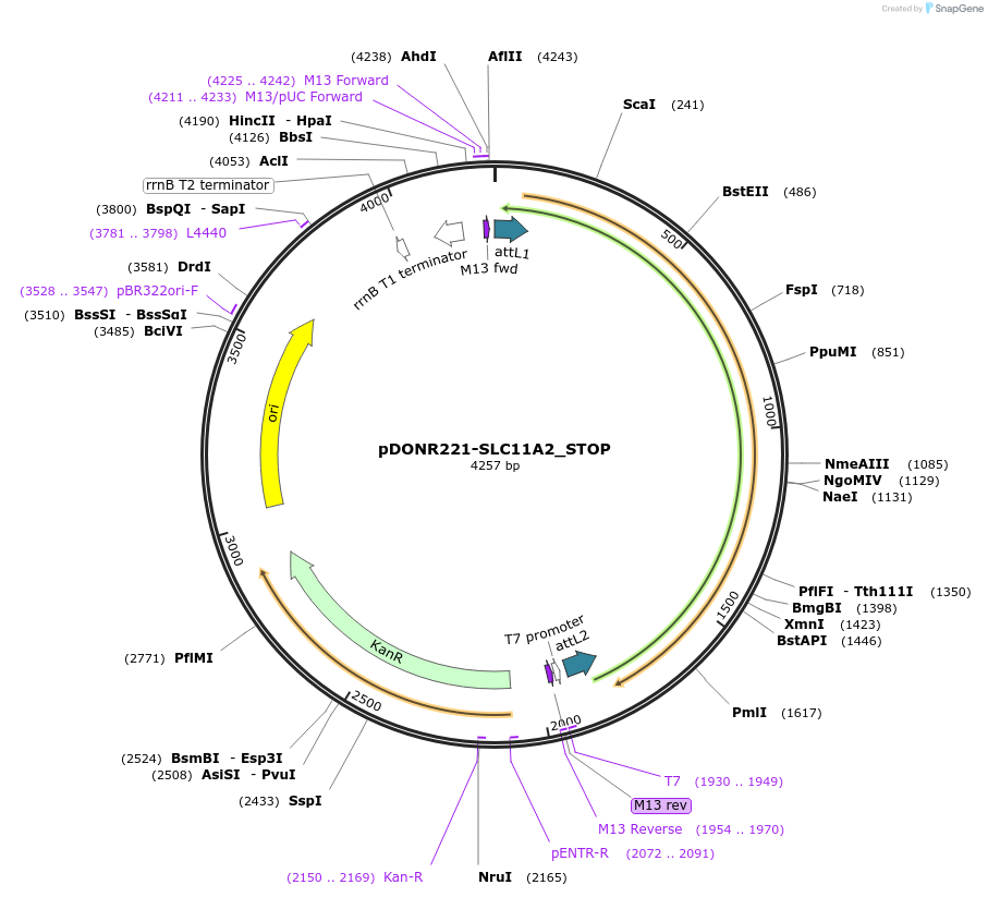 161050-plasmid-map-sequence-id-362755