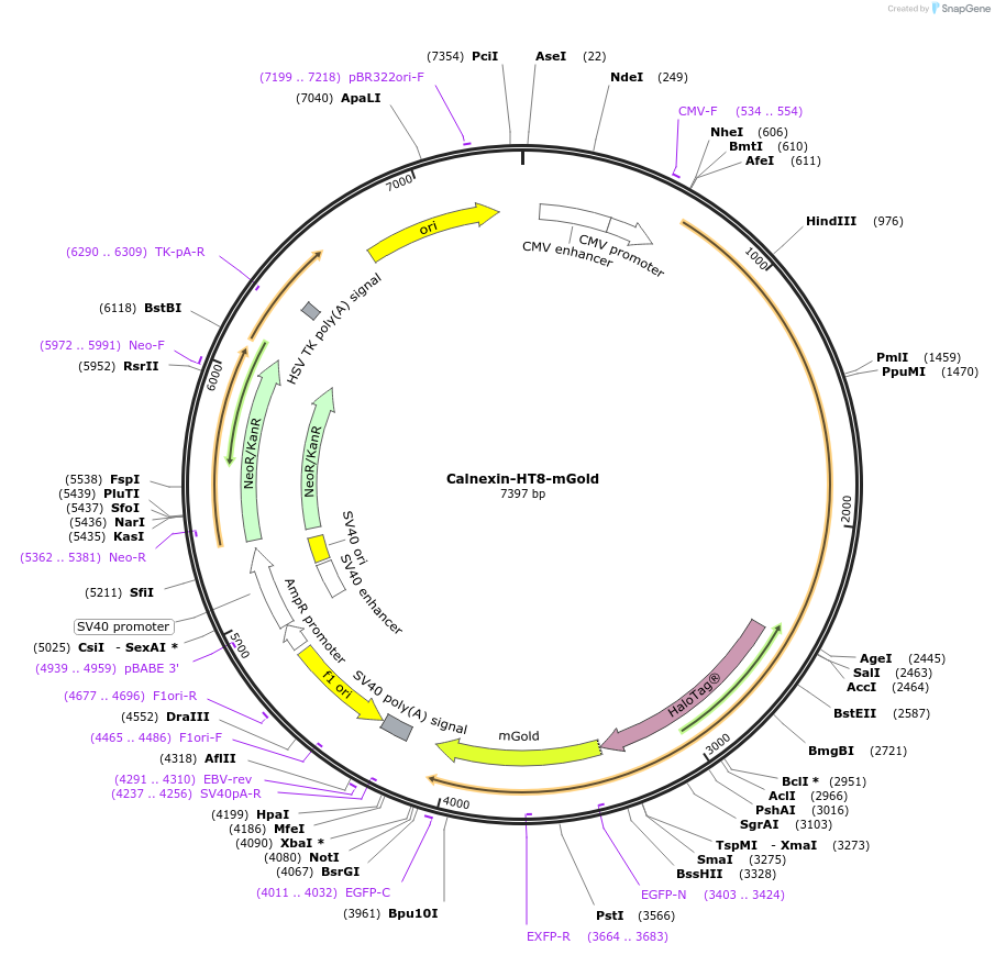 183989-plasmid-map-sequence-id-362756