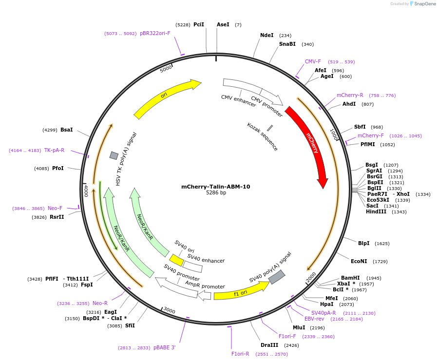 55138-plasmid-map-sequence-id-362758