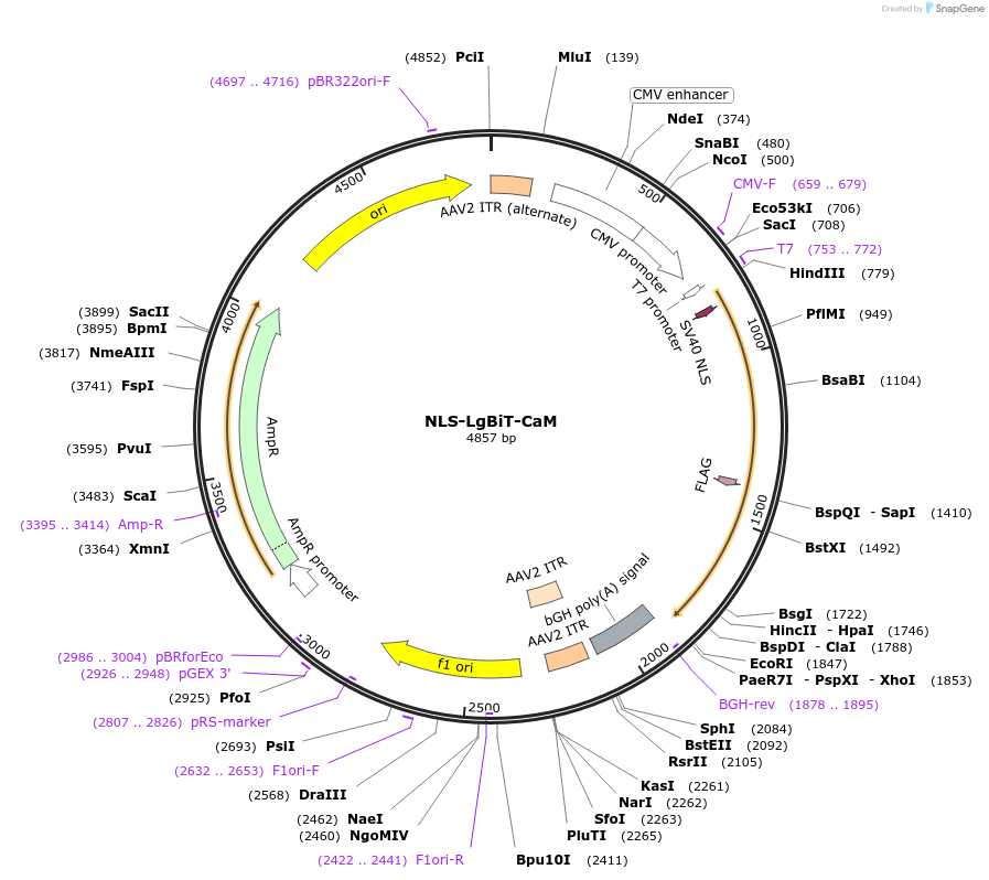 183401-plasmid-map-sequence-id-362761