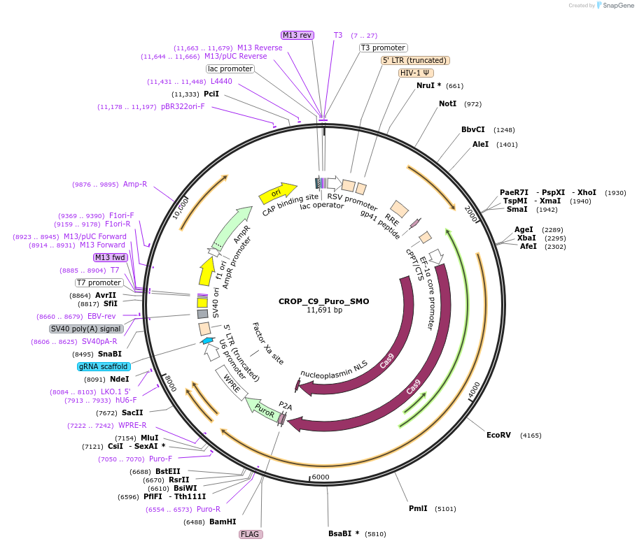 183321-plasmid-map-sequence-id-362764