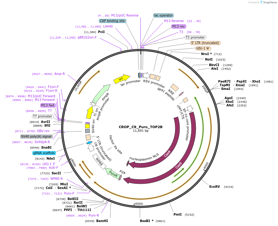 183325-plasmid-map-sequence-id-362765