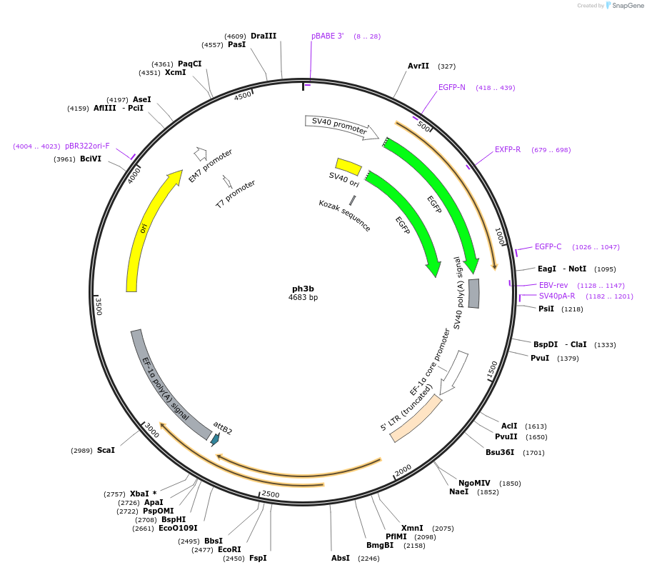 32110-plasmid-map-sequence-id-36277