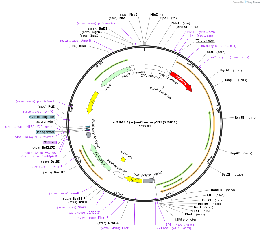 181997-plasmid-map-sequence-id-362770