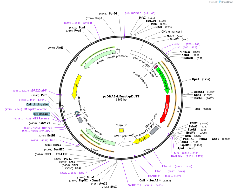 182322-plasmid-map-sequence-id-362772