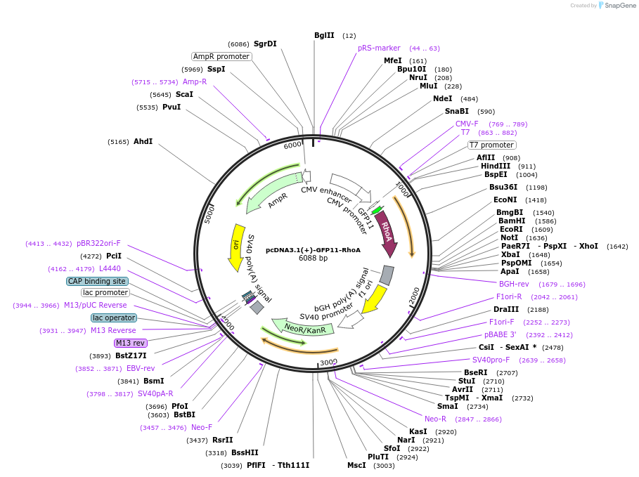 181860-plasmid-map-sequence-id-362775