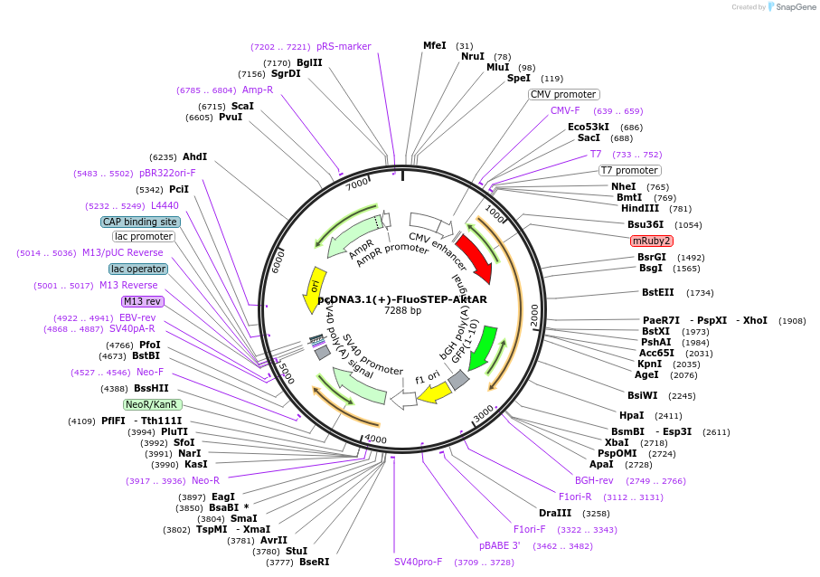 181856-plasmid-map-sequence-id-362780