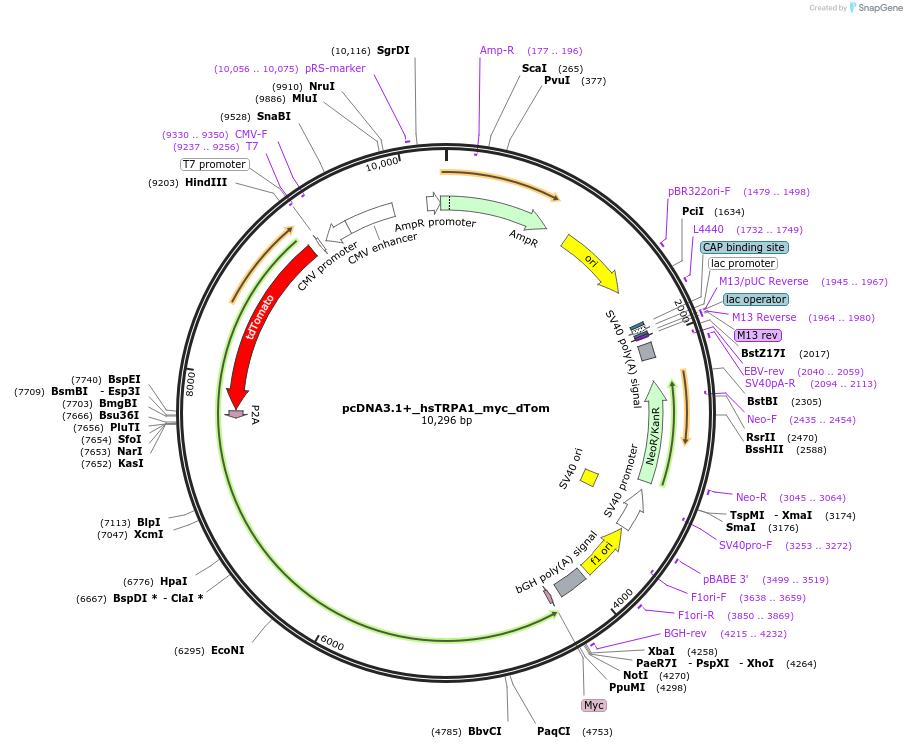 183179-plasmid-map-sequence-id-362786