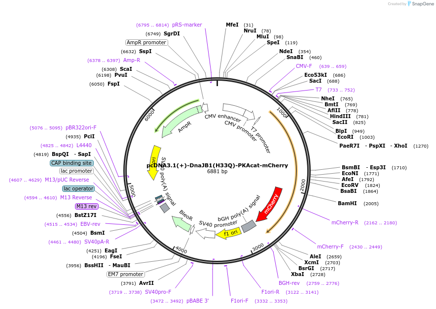 181854-plasmid-map-sequence-id-362794