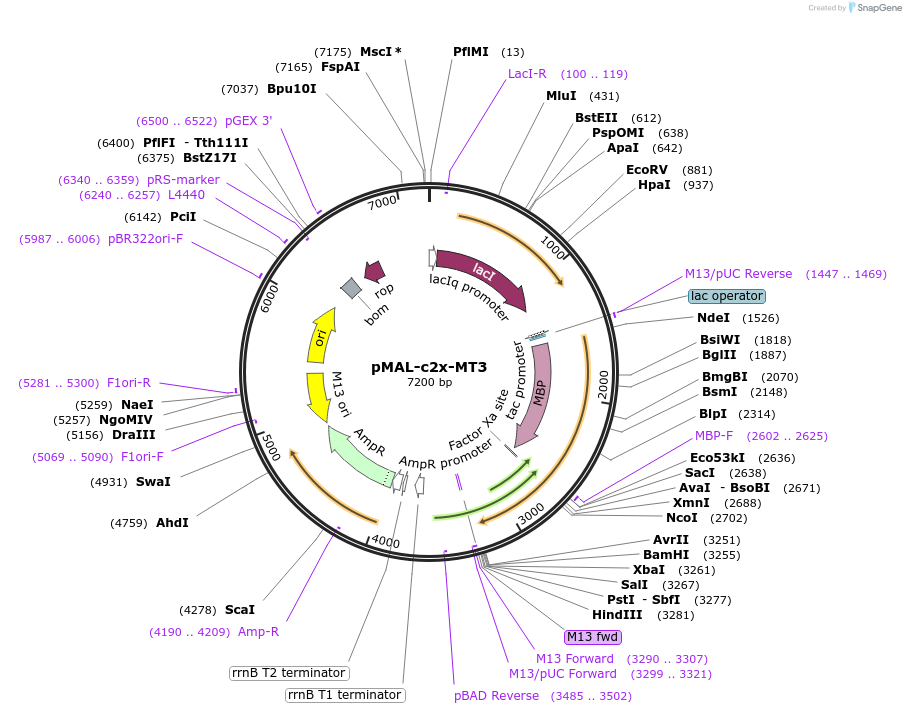 32115-plasmid-map-sequence-id-36280