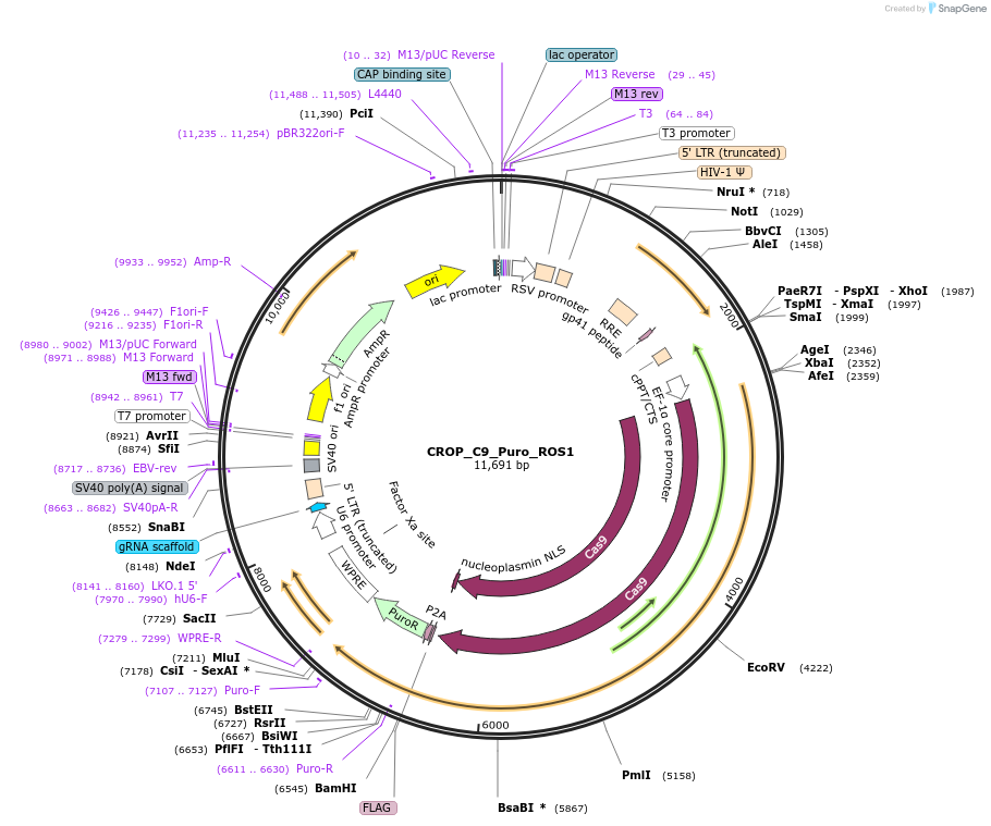 183320-plasmid-map-sequence-id-362801