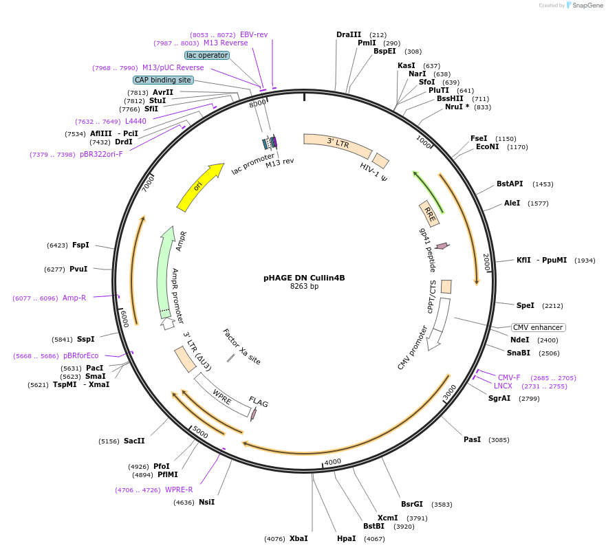 41915-plasmid-map-sequence-id-362807