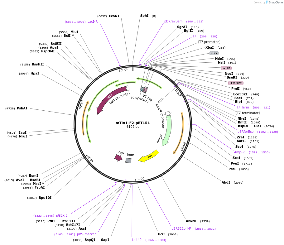 177870-plasmid-map-sequence-id-362815