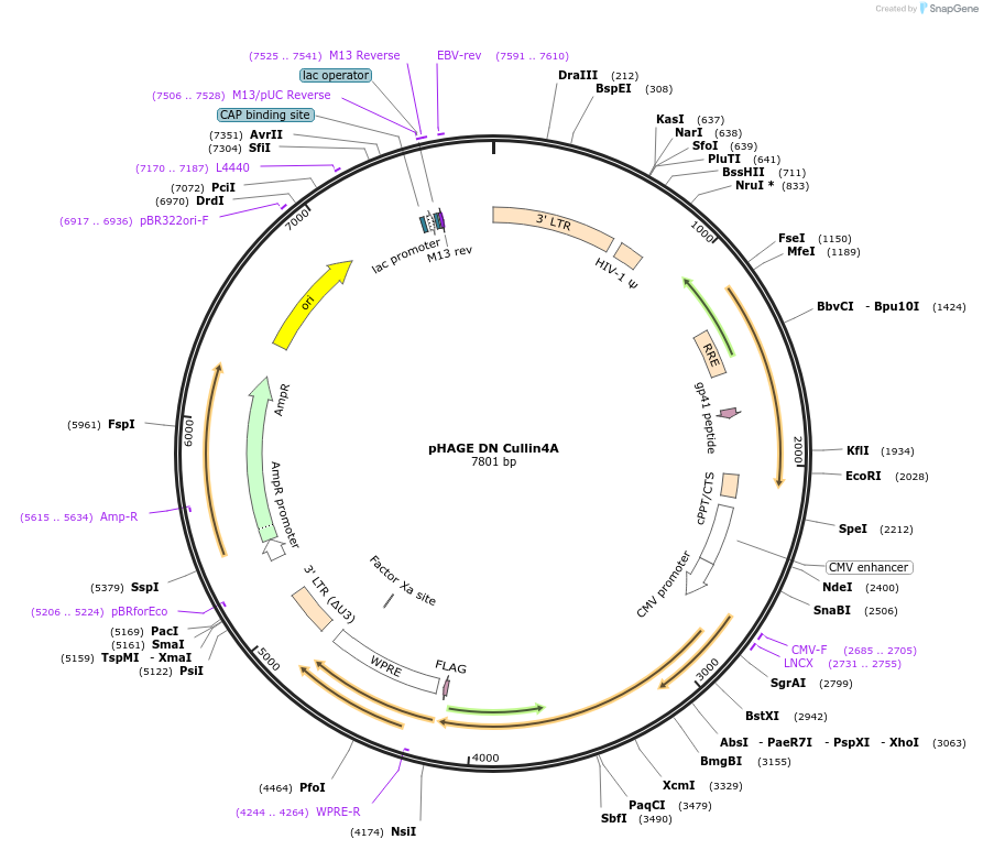 41914-plasmid-map-sequence-id-362819