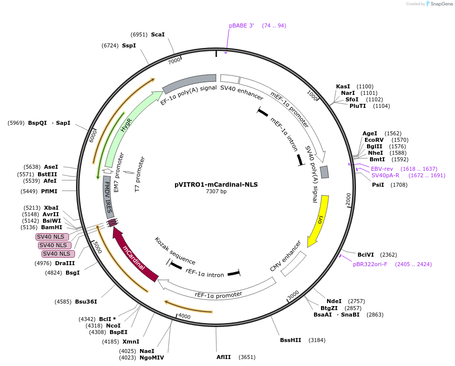 184450-plasmid-map-sequence-id-362888