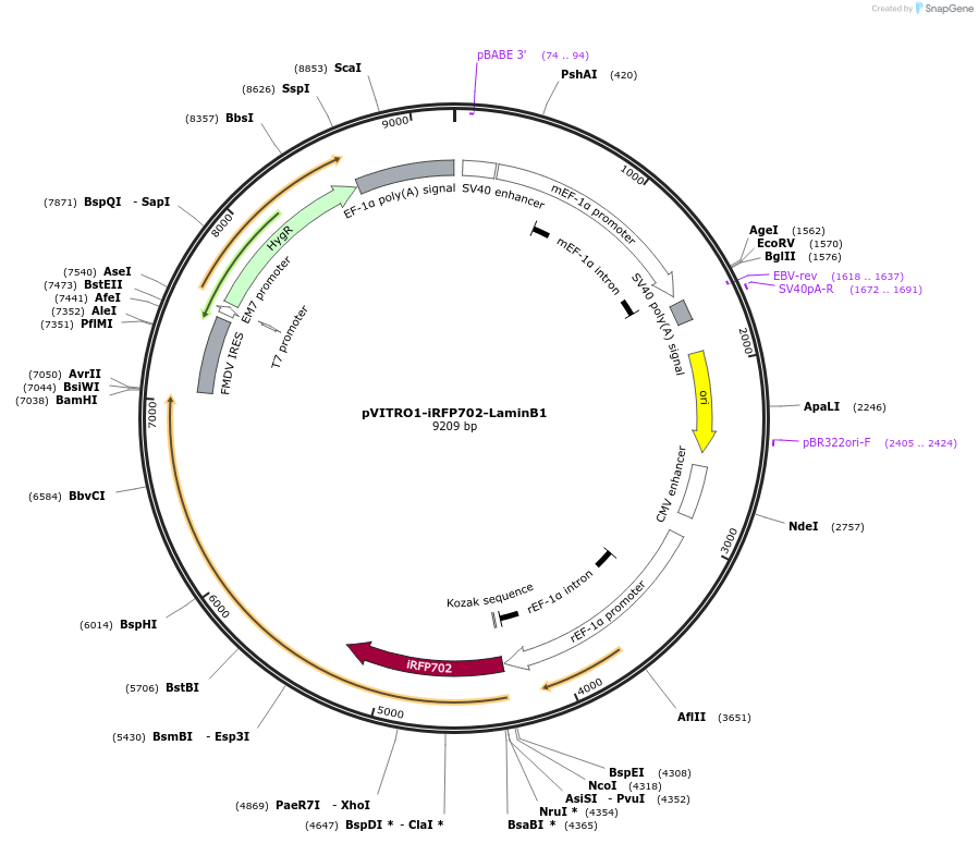 184456-plasmid-map-sequence-id-362893