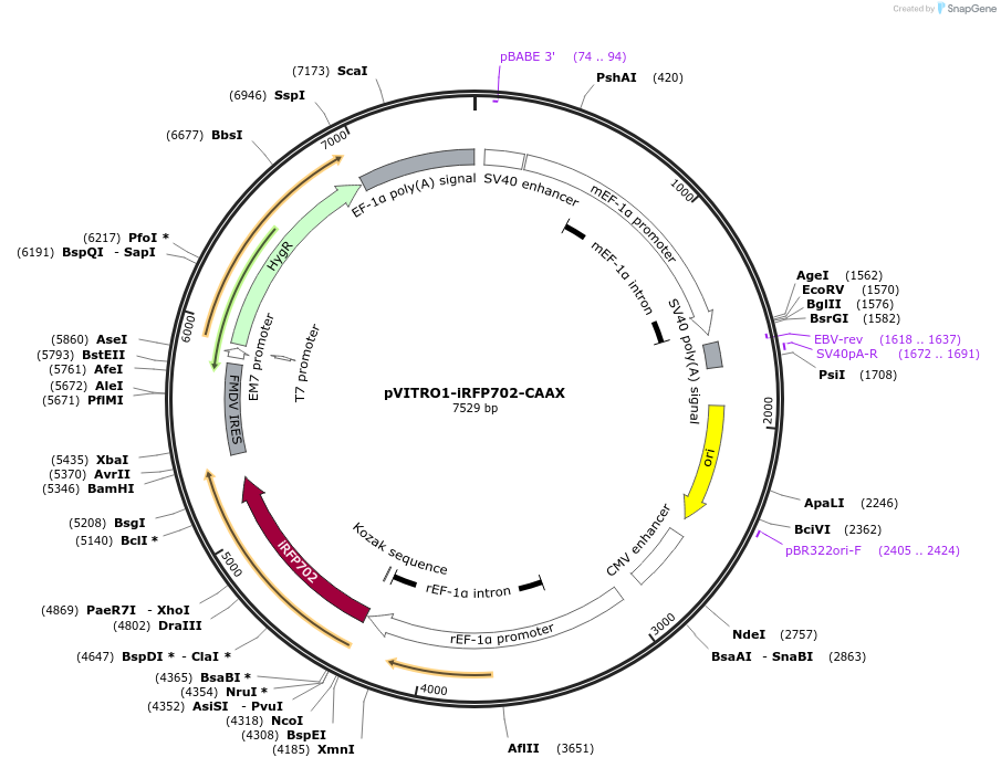 184455-plasmid-map-sequence-id-362895