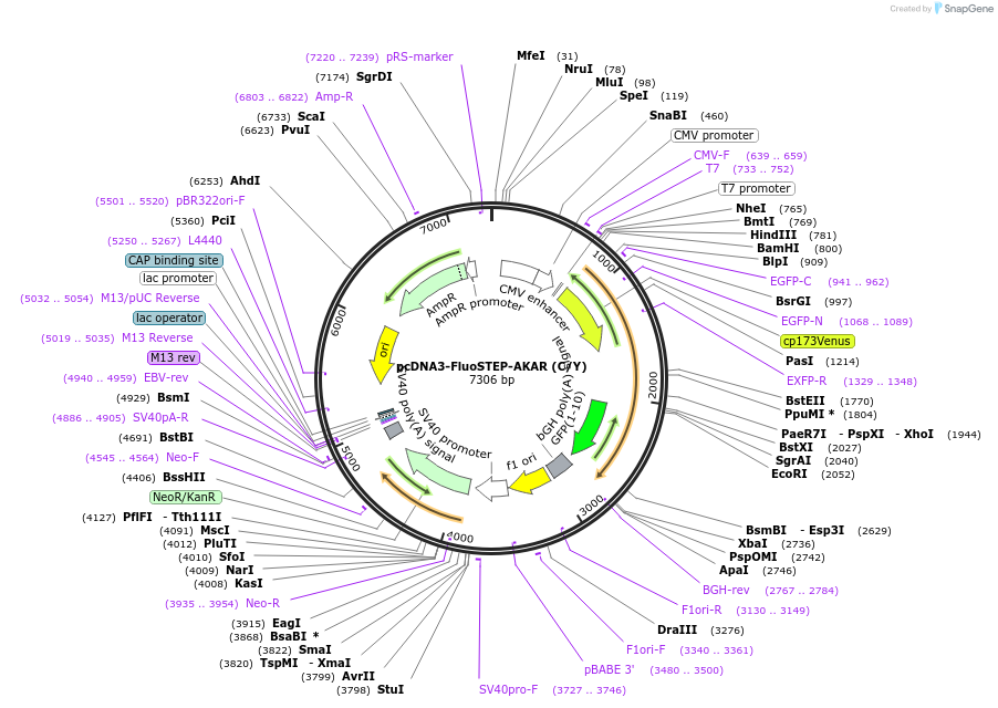 181862-plasmid-map-sequence-id-362898