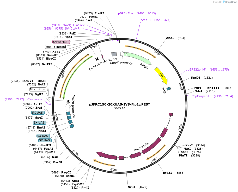 32132-plasmid-map-sequence-id-36291