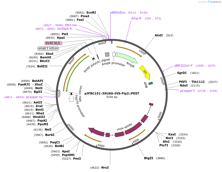 32133-plasmid-map-sequence-id-36292