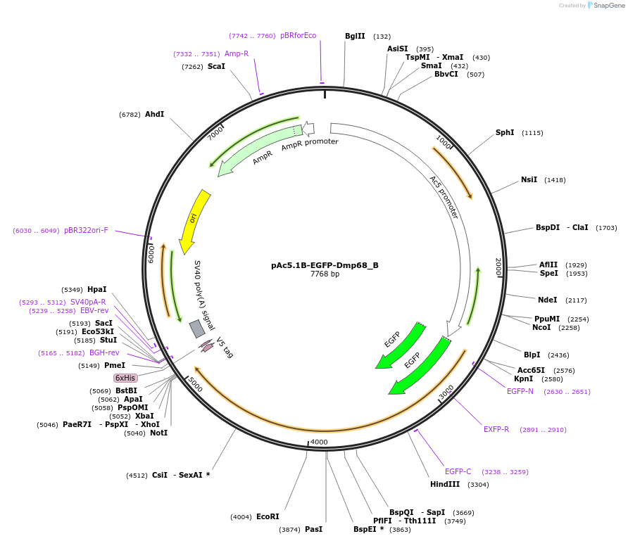 145922-plasmid-map-sequence-id-362923