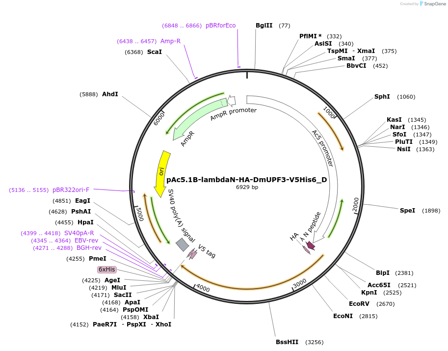 146098-plasmid-map-sequence-id-362924