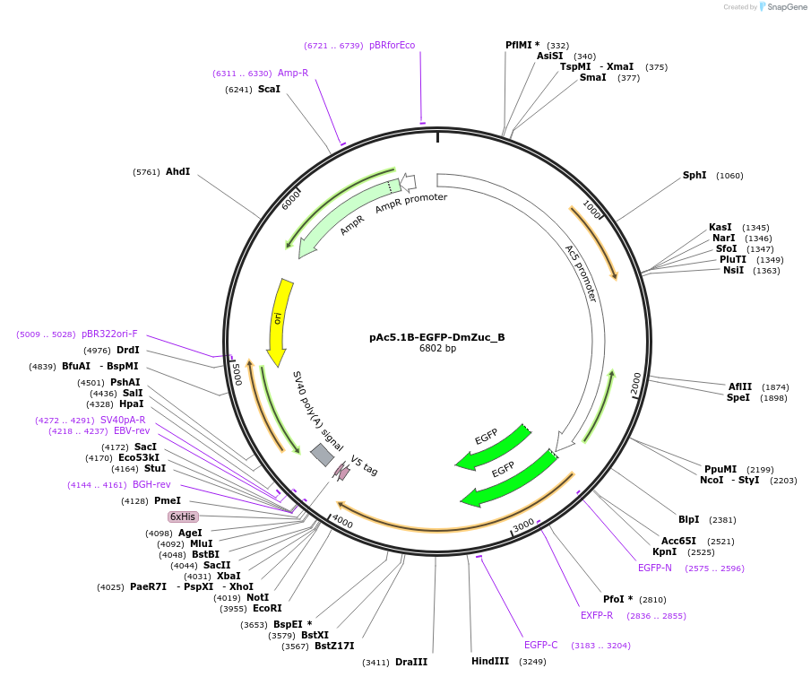 145928-plasmid-map-sequence-id-362928