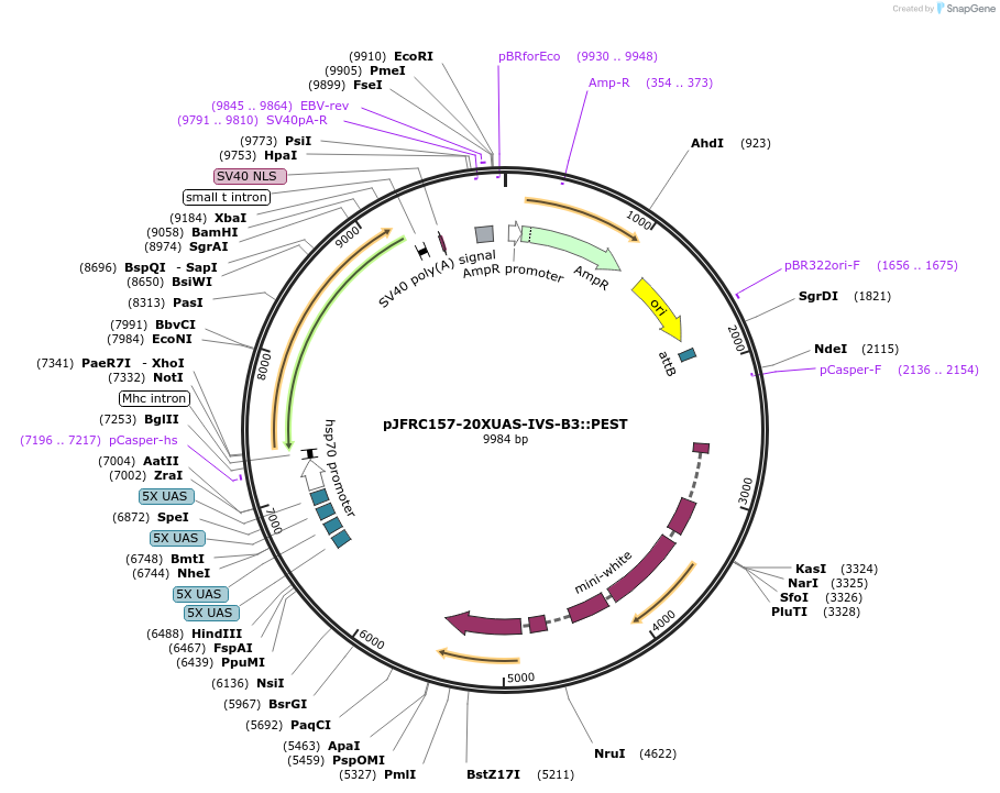 32136-plasmid-map-sequence-id-36295