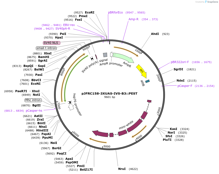 32138-plasmid-map-sequence-id-36296